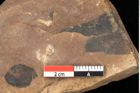 Foto (Detailsansicht) von Quercus palaeoilex Ettingshausen (NHMW-GEO-2024-0188-0976)